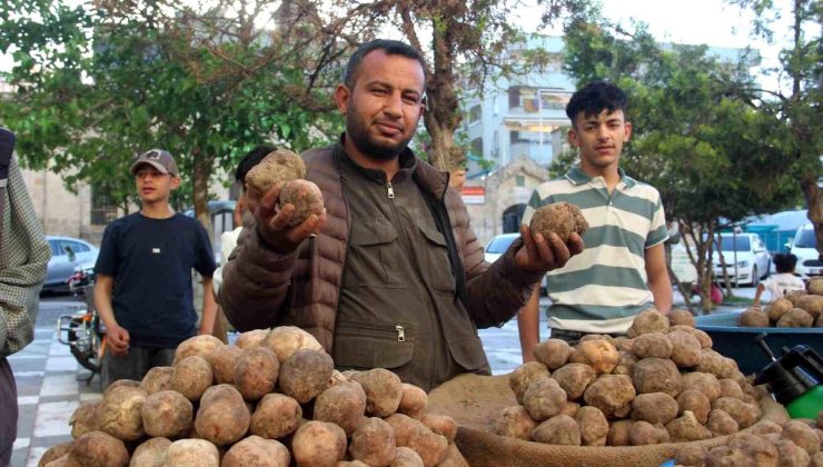 Görüntüsü patates gibi olsa da lezzeti çok başka: Kilosu 2 bin TL’den kapış kapış gidiyor