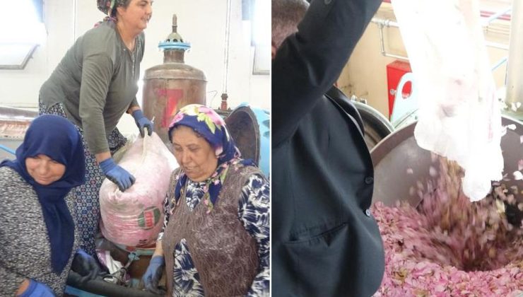 Isparta’nın pembe hazinesi! Kilosu 650 bin liraya alıcı buluyor
