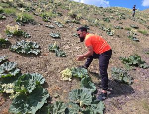 Yayla muzunu vatandaş kendi topluyor