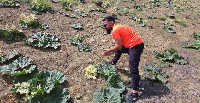 Yayla muzunu vatandaş kendi topluyor