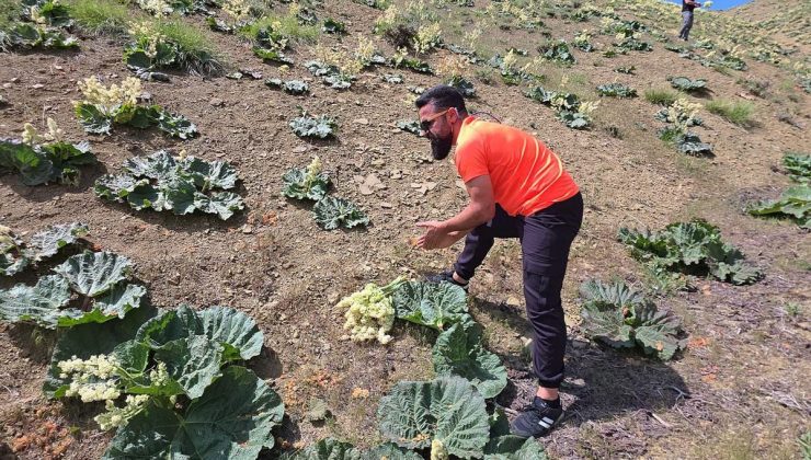Yayla muzunu vatandaş kendi topluyor