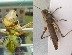 Evlere neden giriyorlar? Dev çekirgelerin sırrı çözüldü