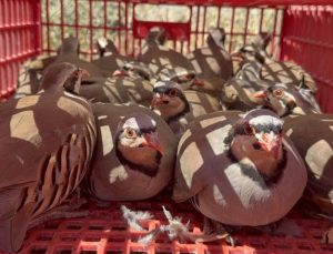 Yozgat’ta doğaya 1000 kınalı keklik bırakıldı