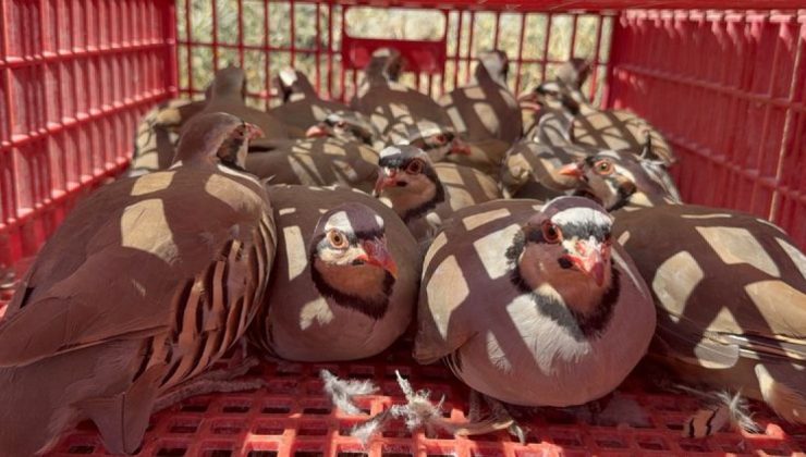 Yozgat’ta doğaya 1000 kınalı keklik bırakıldı