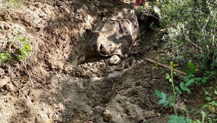 Bataklıktaki İnek 4 Saatte Kurtarıldı