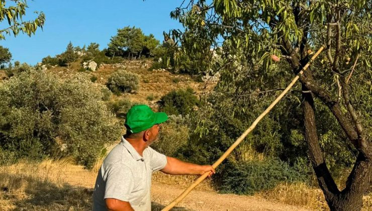 Datça’da badem hasadı başladı