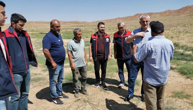 Delice’de 500 Dekarlık Mera Alanına Tuz Çalısı Dikimi Başladı