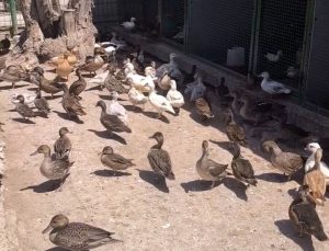 Enez’de Yaban Hayvanı Operasyonu: 257 Kanatlı Kuş Ele Geçirildi