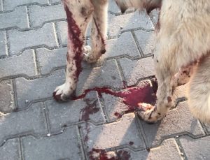 Eskişehir’de köpeği vurup yavrusunu öldüren şüpheliye ev hapsi