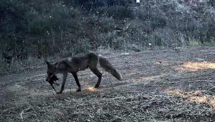 Ganos Dağı’nda Fotokapanlar Yaban Hayatını Görüntüledi