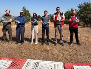 Gördes’te Çomaklı Dağı’na 500 keklik salındı