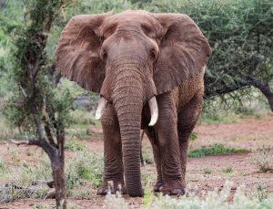 Kenya’da Bir Ayda 16 Fil Ölümü: Amboseli’de Gözetim Yoğunlaştırıldı