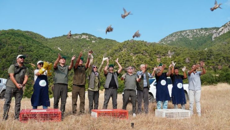 Manisa’da bin 200 kınalı keklik doğal yaşam alanına bırakıldı