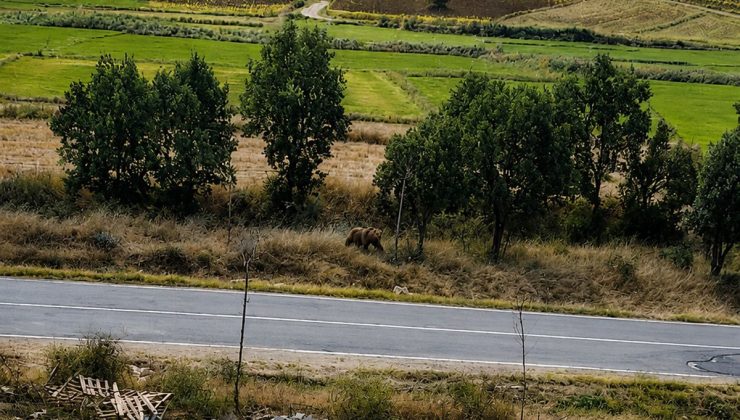 Subaşı’nda Bozayı Alarmı: Başkan Tüfekçi Vatandaşları Uyardı