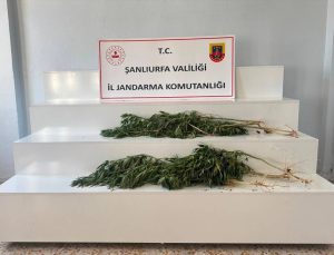 Viranşehir ve Akçakale’de Kenevir Operasyonu