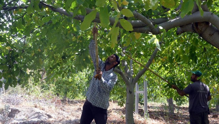 AB tescilli cevizde hasat başladı: Günlük yevmiye 5 bin TL’yi buldu