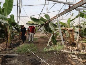 Adana İmamoğlu’nda fırtına yaklaşık 20 bin civcivi telef etti, muz serası zarar gördü