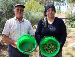 Antalya’da zeytinde yüzde 30 rekolte artışıyla yaklaşık 70 bin ton hasat bekleniyor