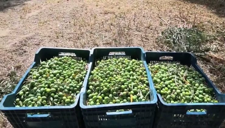 Aydın Karacasu’da zeytin işçisi 1500 TL yevmiyeyle geçinemediğini söyledi