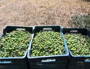 Aydın Karacasu’da zeytin işçisi 1500 TL yevmiyeyle geçinemediğini söyledi