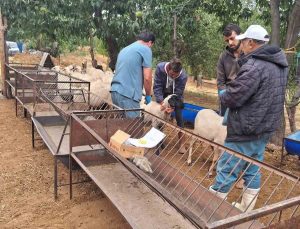 Aydın Köşk’te koyun ve keçilere küpeleme ile çiçek ve veba aşısı yapılıyor
