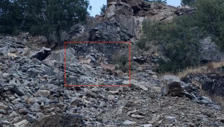 Çüngüş’te yavrularıyla gezen koruma altındaki dağ keçileri cep telefonuna yansıdı