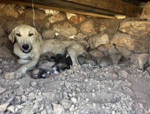 Diyarbakır Sur’da taşlar arasına sıkışan iki yavru köpek kurtarıldı