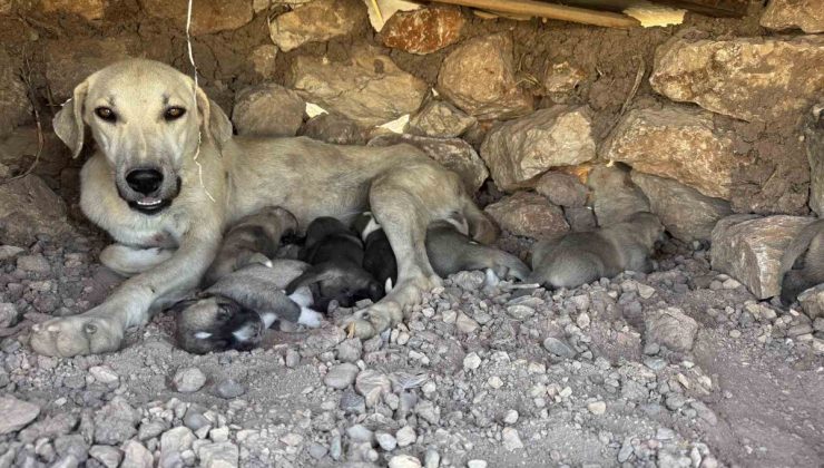 Diyarbakır Sur’da taşlar arasına sıkışan iki yavru köpek kurtarıldı