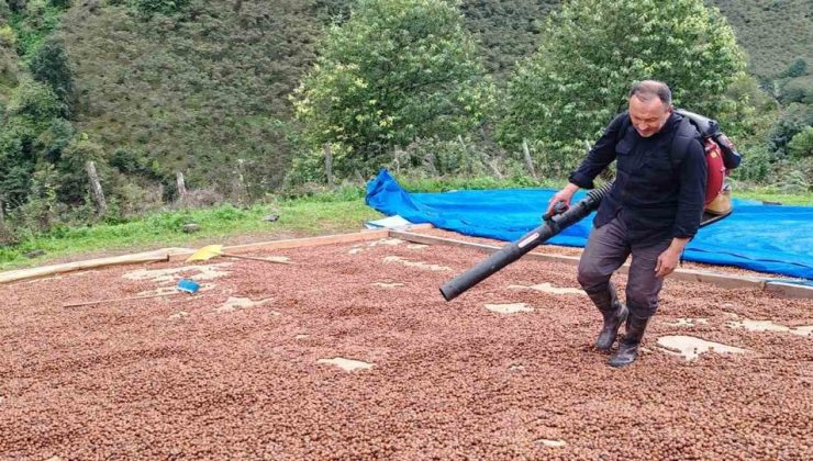 Giresun’da fındık üreticisi, yağışta ıslanan ürününe körükle suni rüzgar veriyor