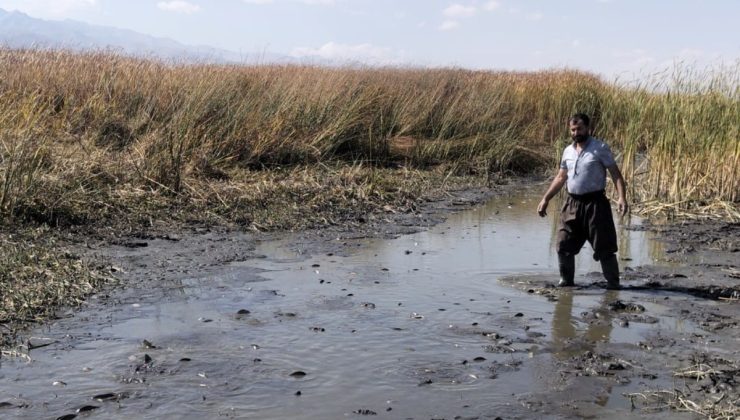 Hakkari Yüksekova’da Nehil Sazlığı’nda su çekildi, binlerce balık çamurda ölüyor