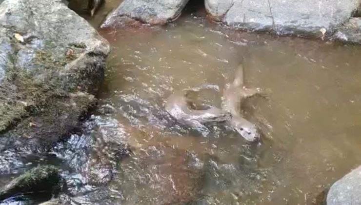 Istranca Dağları’nda su samurları doğal ortamlarında görüntülendi