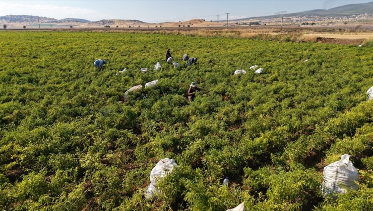 Kahramanmaraş’ta tescilli Maraş biberi hasadı başladı, 22 bin ton rekolte bekleniyor