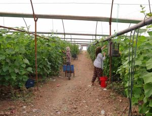 Kahramanmaraş’ta turşuluk kornişon hasadı başladı, serada kilosu 30 liraya satılıyor