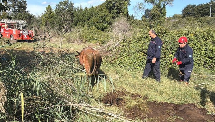 Kocaeli Gebze’de çobandan kaçan 2 büyükbaş bataklıkta mahsur kaldı, itfaiye kurtardı