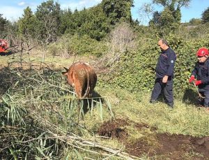 Kocaeli Gebze’de çobandan kaçan 2 büyükbaş bataklıkta mahsur kaldı, itfaiye kurtardı