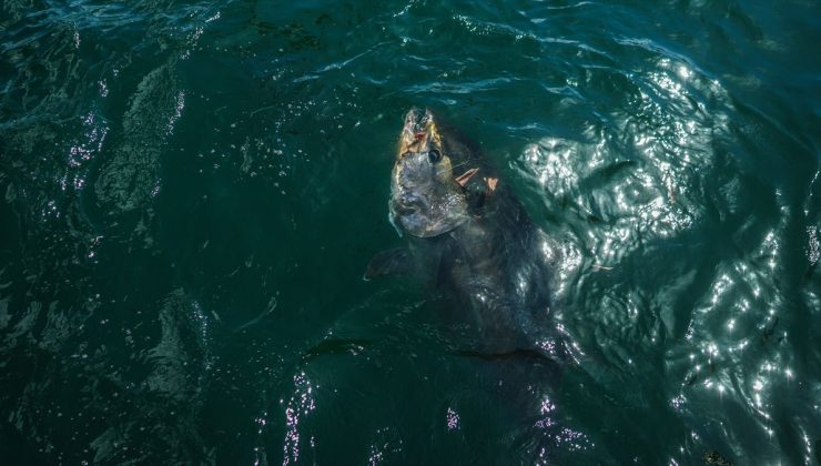 Marmara Denizi’ndeki orkinoslar için “yeni gelmediler, geri geldiler” değerlendirmesi