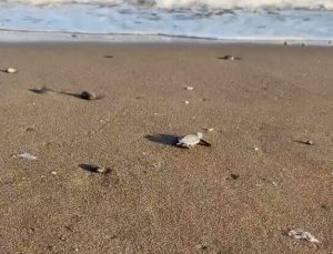 Mersin’de deniz kaplumbağa yavruları denizle buluştu