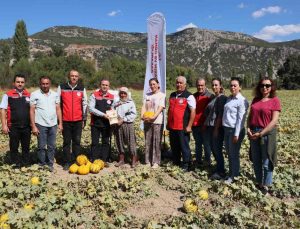 Muğla Menteşe’de Yayla kavunu ve Ata tohumu sebzelerinin hasadı yapıldı