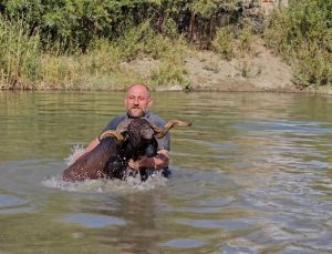 Muş Hasköy’de besici Erkan Türe, koyunlarını Karasu Nehri’nde kışa hazırlıyor