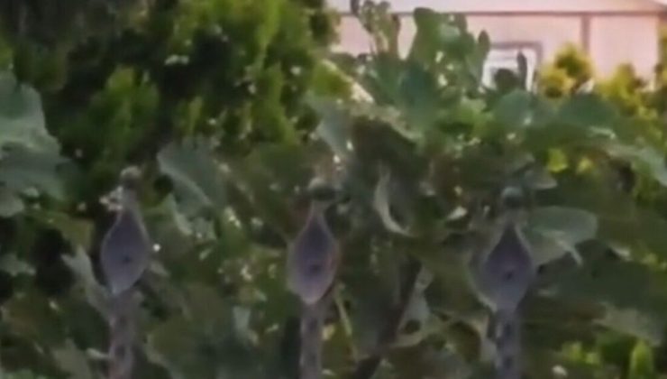 Sakarya’da çatıda elektrik akımına kapılan kişi öldü
