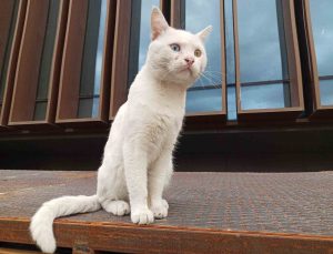 Samsun Atakum’da beyaz kedi, mavi ve kehribar gözleriyle ilgi odağı oluyor