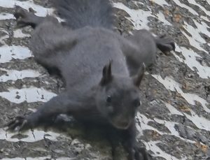Tunceli’nin Pülümür ilçesinde melanistik sincap doğal yaşam alanında görüntülendi