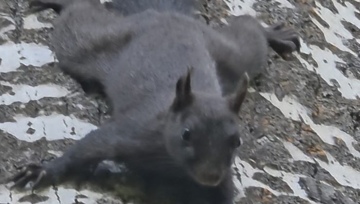Tunceli’nin Pülümür ilçesinde melanistik sincap doğal yaşam alanında görüntülendi