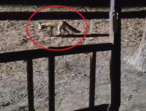 Yanına çağırdığı tilkiyi peynirle besledi