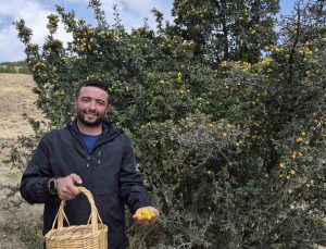 Yozgat Sorgun’da doğal yetişen alıç hasadı başladı, köylüler şifa için topluyor