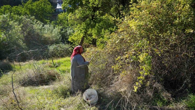27 kuşburnu türünün 17’sine ev sahipliği yapan Gümüşhane’de hasat sürüyor