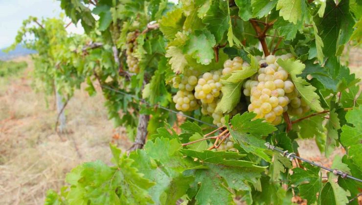 Afşin’de bağ bozumu başladı, üreticiler şirelik Kabarcık üzümünü topluyor