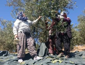 Akhisar’da coğrafi işaretli Domat zeytini hasadı başladı, üreticiler mesaiye girdi