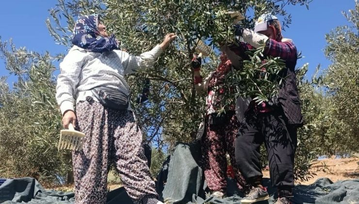 Akhisar’da coğrafi işaretli Domat zeytini hasadı başladı, üreticiler mesaiye girdi