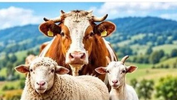 Amasya’da şap hastalığı tedbiri: Hayvan pazarları kapatıldı